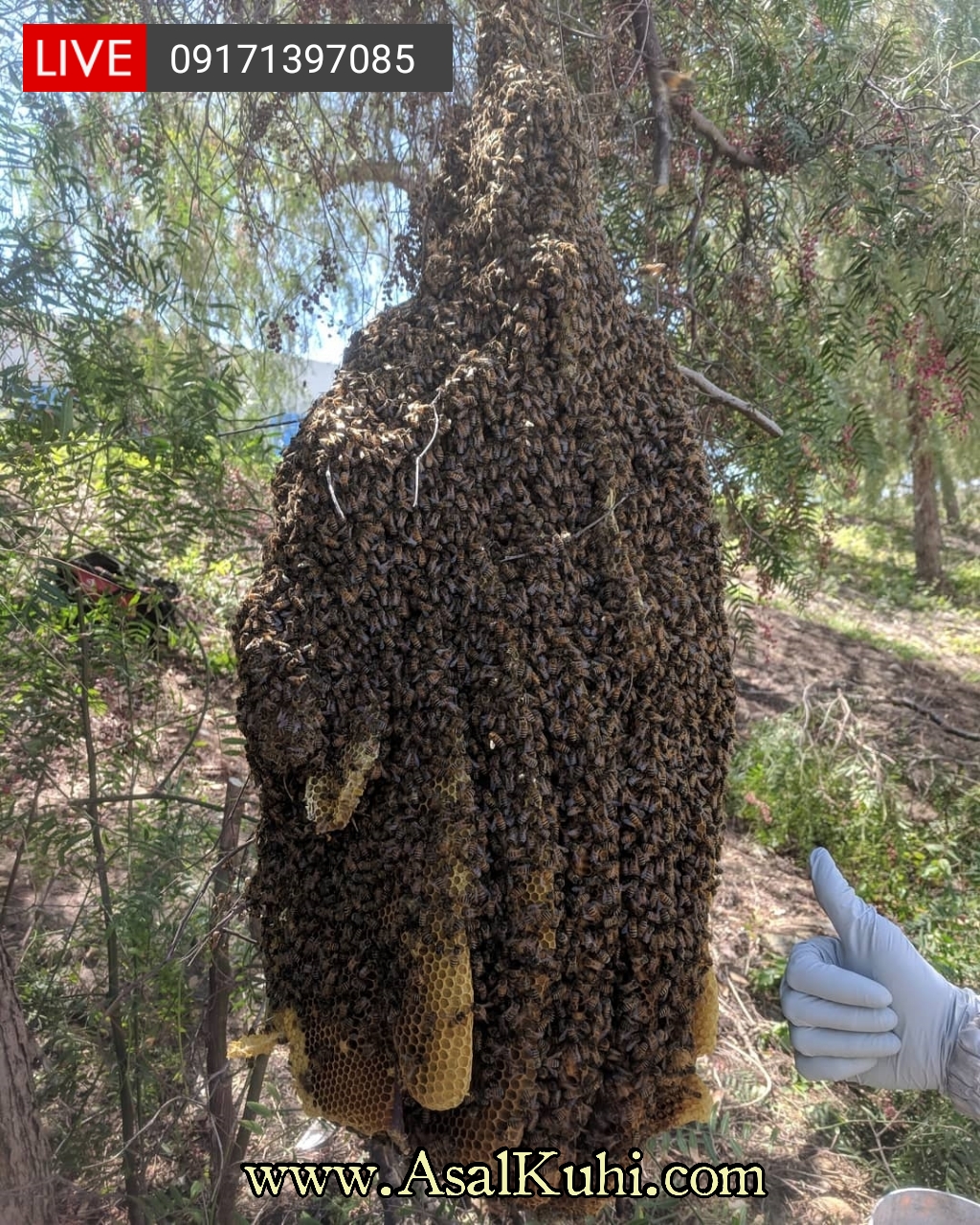 عسل وحشی جنگلی